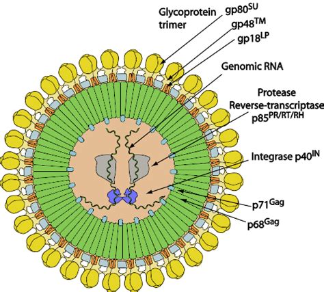Simiispumavirus pantrosch .